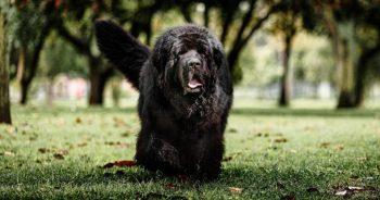7 Things Every Newfoundland Owner Should Know Before Bringing One Home