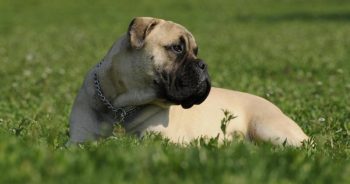 7 Things Every Bullmastiff Owner Should Know Before Bringing One Home