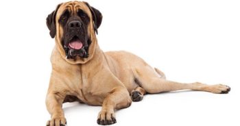 7 Things Every Mastiff Owner Should Know Before Bringing One Home