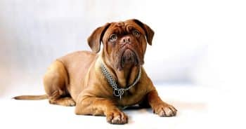 7 Things Every Dogue De Bordeaux Owner Should Know Before Bringing One Home