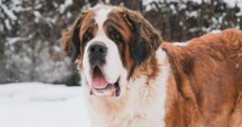 7 Things Every St. Bernard Owner Should Know Before Bringing One Home