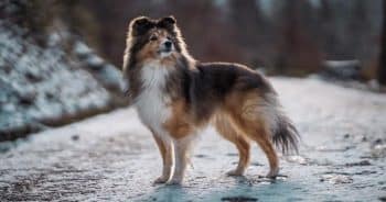 7 Things Every Sheltie Owner Should Know Before Bringing One Home