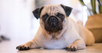 If Pugs Could Text: 7 Messages Your Pug Would Send You Today