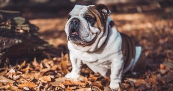If Bulldogs Could Text: 7 Messages Your Bulldog Would Send You Today