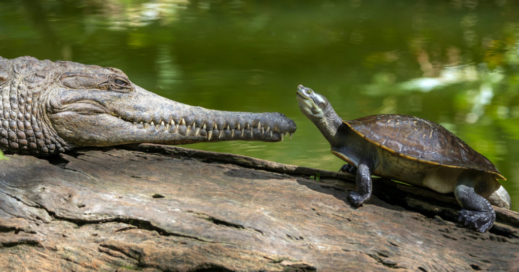 Saving 400+ Crocodile, Turtle & Bird Eggs During Massive Flood Control Efforts Along Vadodara’s Vishwamitri River