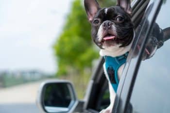 15 Dog Breeds That Love Riding Shotgun On Car Rides