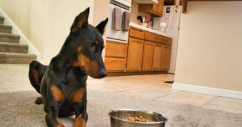 Is Your Doberman a Picky Eater? Try This Simple Hack.