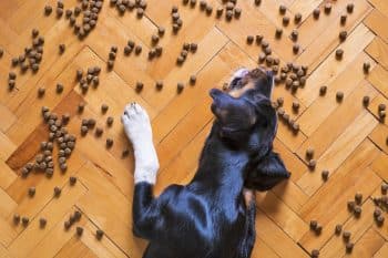 11 Dog Slow-Feeders To Stop Food-Gulping Pups
