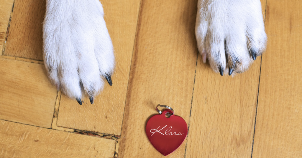 23 Best Dog ID Tags On The Market