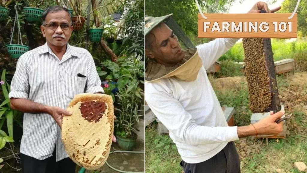 Beekeeping for Beginners: Farmers Reveal How To Start Earning Honey & Profits With Rs 5000