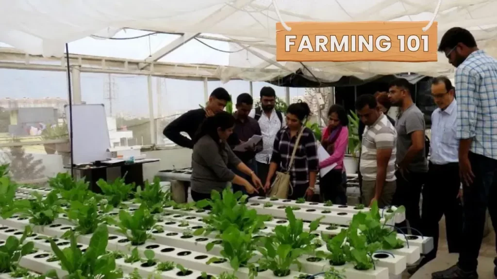 How To Grow Fresh Veggies at Home Without Soil & With 80% Less Water