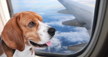 5 Tips for Easier Air Travel with Your Dog