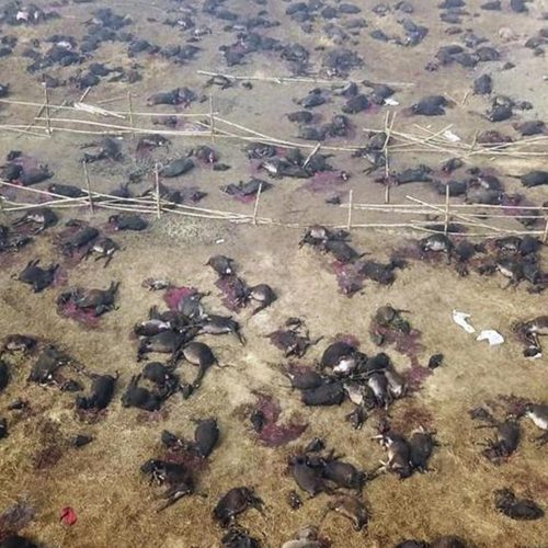 They tried to silence me at the world’s largest animal sacrifice