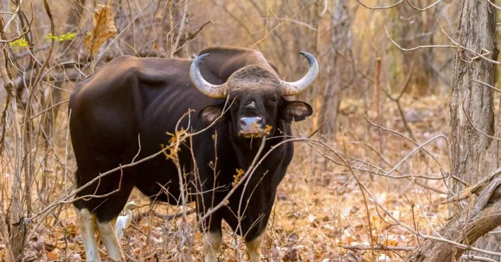 Watch How Forest & Fire Officials in Trichy United to Rescue a Trapped Indian Gaur