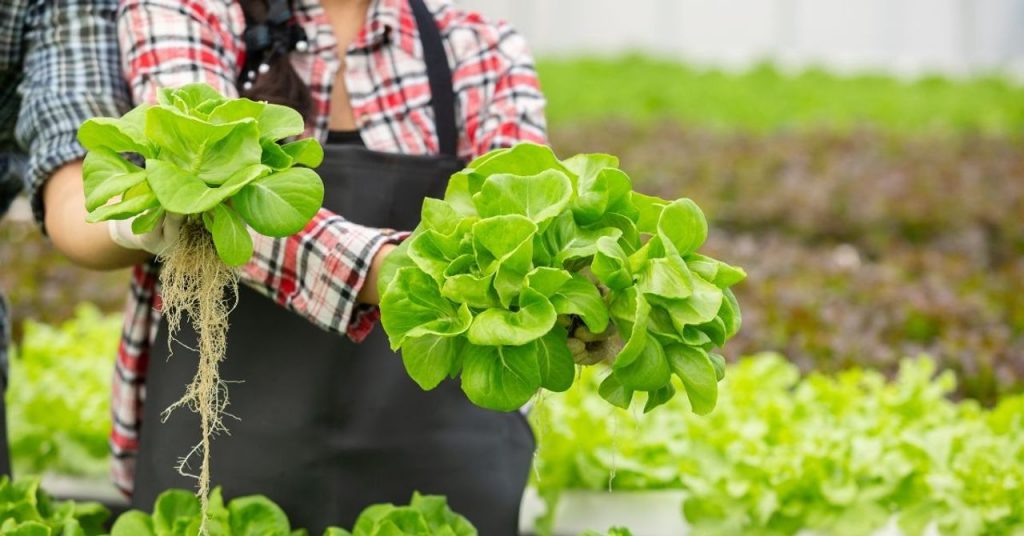 Hydroponics Made Simple: 8 Tips to Grow Exotic Leafy Vegetables in Your Balcony Garden