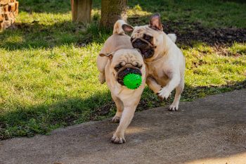7 Best Durable Dog Balls