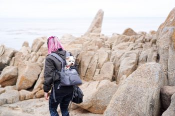 8 Best Dog Carrier Backpacks