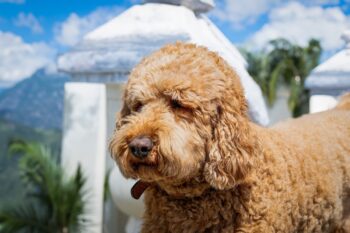 8 Best Eye Supplements for Labradoodles