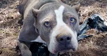 Dad Left Her On A Heavy Chain In Secluded Park So No One Would Find Her