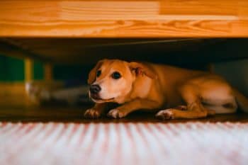 “My dog was terrified of thunderstorms”: this unexpected technique soothed him in minutes