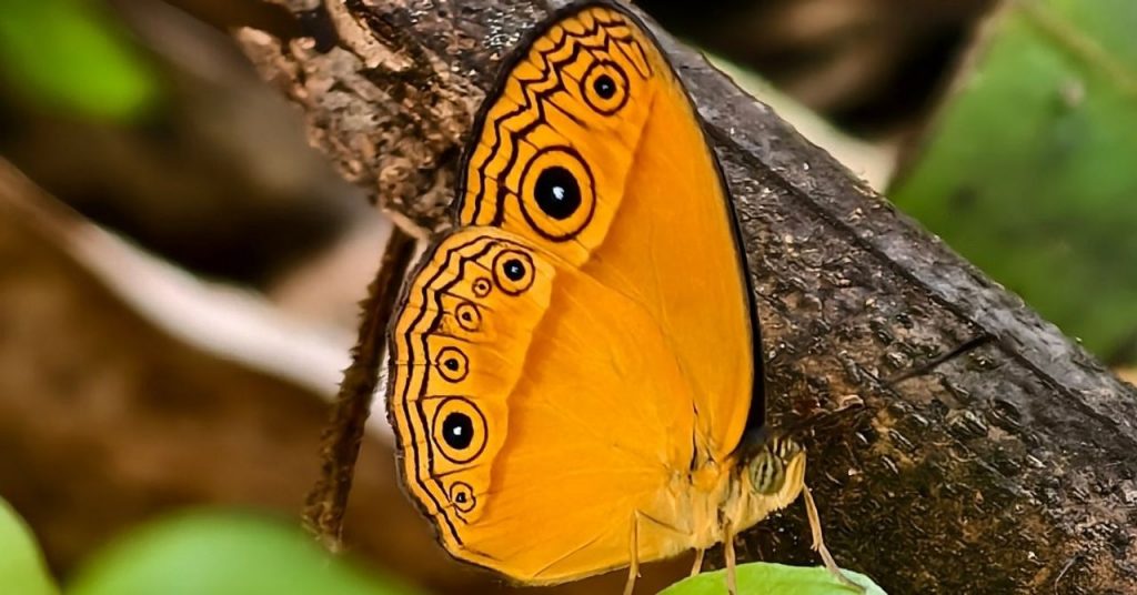 How to Turn Any Garden Into a Magnet for Birds, Butterflies, and Natural Beauty