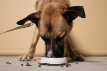 7 Best High Value Dog Treats