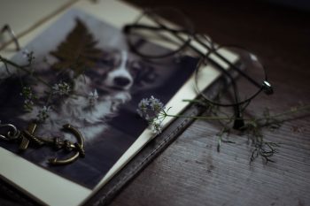 12 Best Pet Memorial Picture Frames