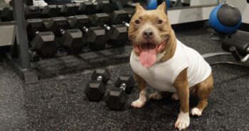 4 Best Dog Weight Loss Supplements for Pit Bulls