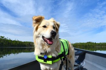 6 Best Life Jackets for Dogs
