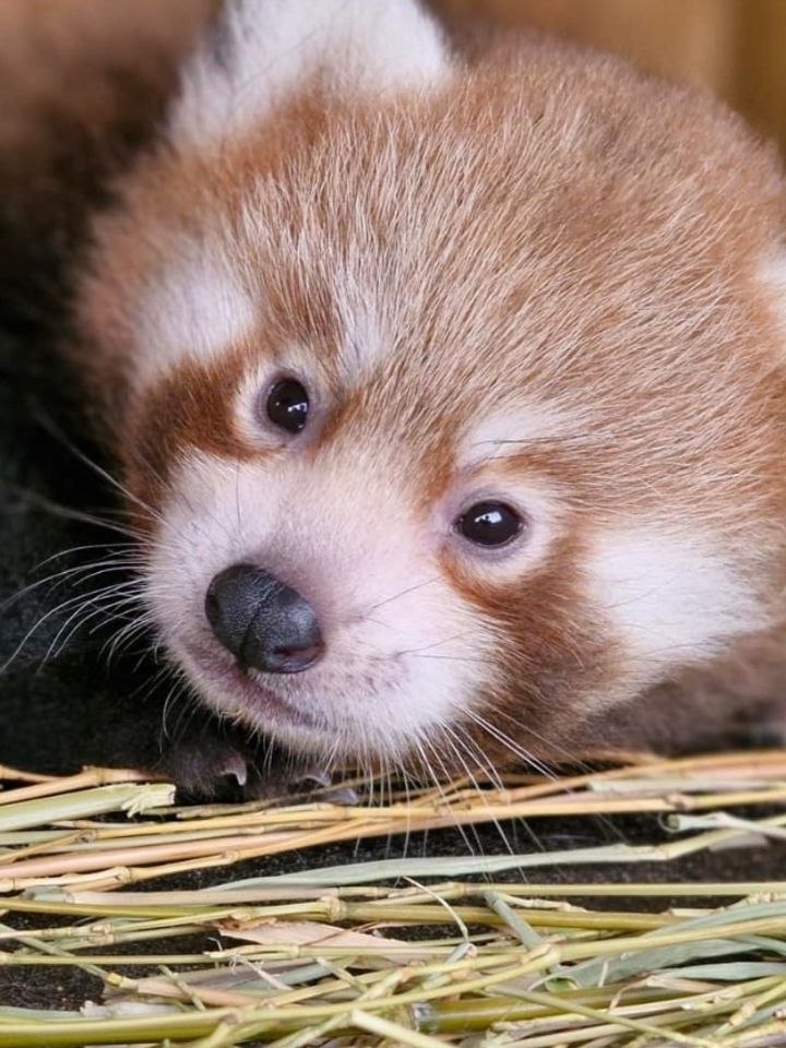 Spot the Rare & Adorable Red Panda in These 6 National Parks Across India