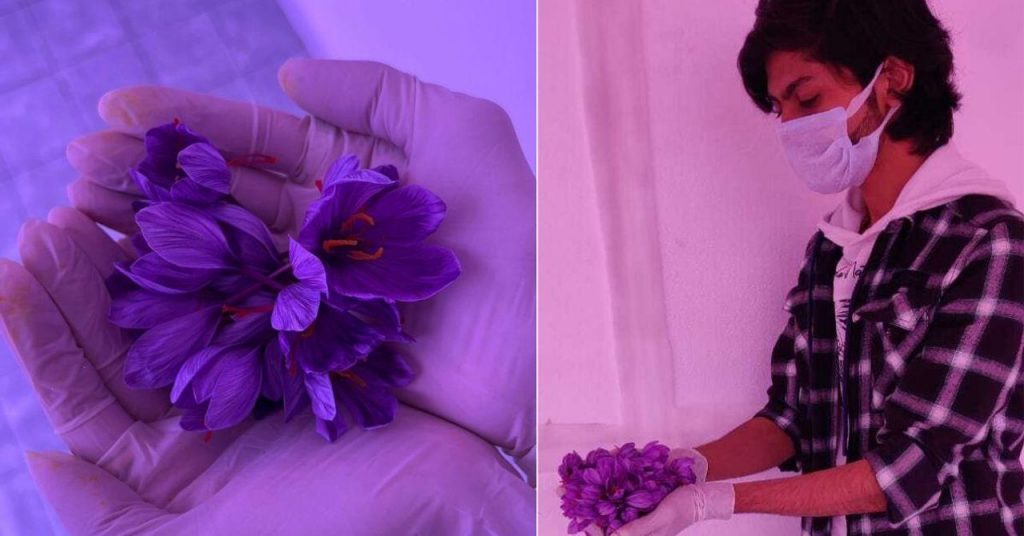How To Start Indoor Saffron Farming? 22-YO Earning in Lakhs Shares Step-by-Step Guide