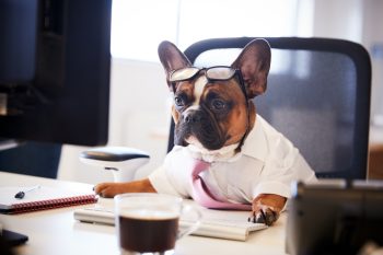 Optimize Office Pet Day With These 15 Amazon Picks