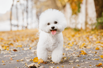 11 Fluffy Dog Breeds That Look Like Walking Stuffed Animals