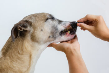 7 Best Chondroitin Supplements for Dogs