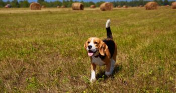 The Best 7 Beagle Activity Trackers For 2025