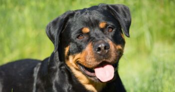 8 Best Eye Supplements for Rottweilers