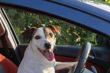 11 Adventurous Dog Breeds That Love A Good Road Trip
