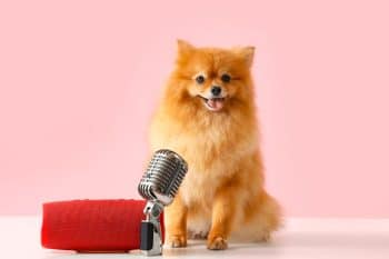 13 Musical Dog Breeds Who Love To Sing