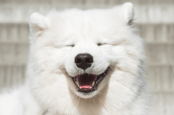 11 Cute Dog Breeds With Goofy Smiles Owners Can’t Resist