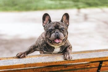 13 Dog Breeds That Demand Attention In The Funniest Ways