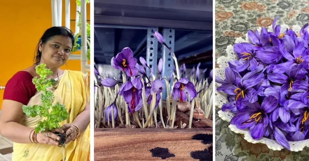 Odisha Homemaker Turns Terrace Garden Into Saffron Farm, Now Earns Rs 20 Lakh a Year