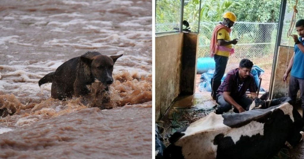 When Floods Strike, Where Do Pets Go? Wayanad Leads With India’s First Animal Evacuation Hub