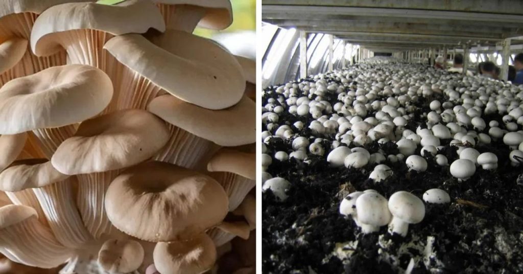 Want to Try Mushroom Farming? Here’s How to Start Small Scale at Home