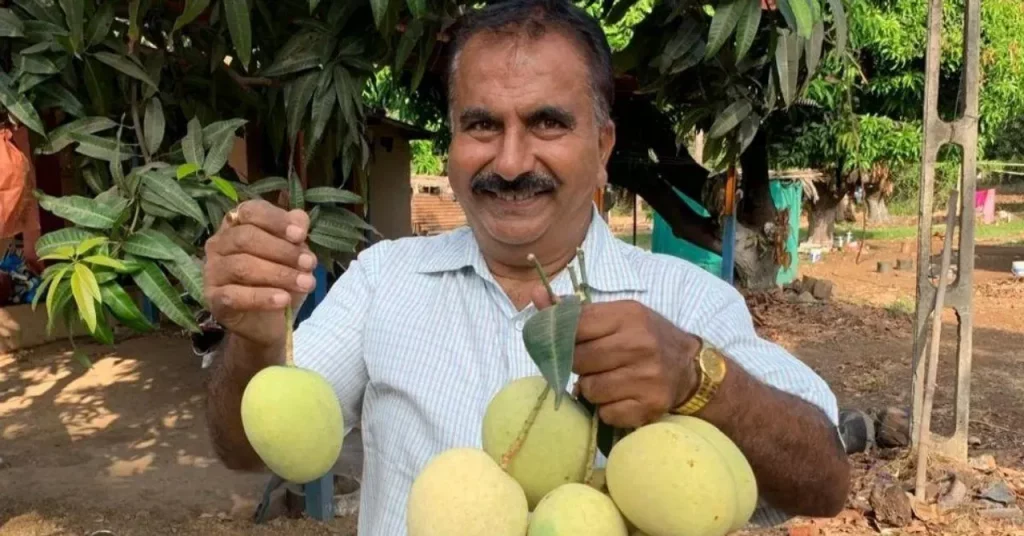 How Gujarat Farmers Are Using Sonpari Mango to Get 4X Yields & Move Away from Alphonso