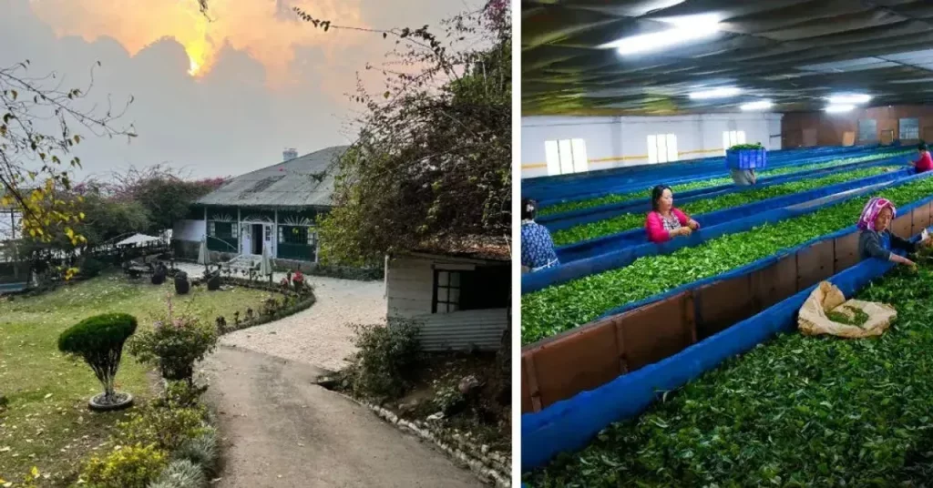 8 Gorgeous Tea Estate Homestays in India Where You Can Sip the Finest Brews