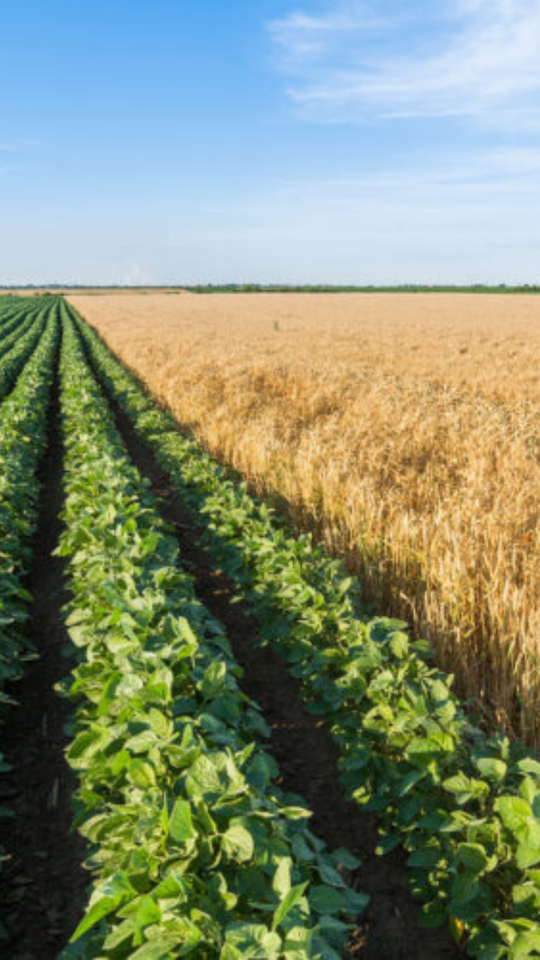 Why Crop Rotation & Its Ancient Techniques Works for Farmers Even Today