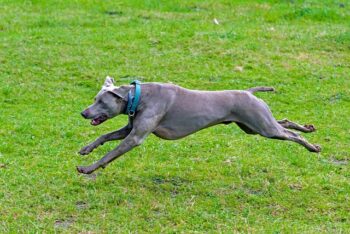 The Best 7 Weimaraner Activity Trackers For 2025