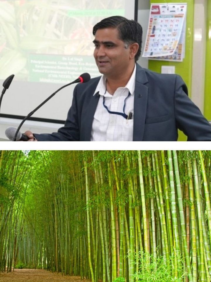 How a Scientist Is Using Bamboo to Revive Polluted Wastelands in Maharashtra Villages