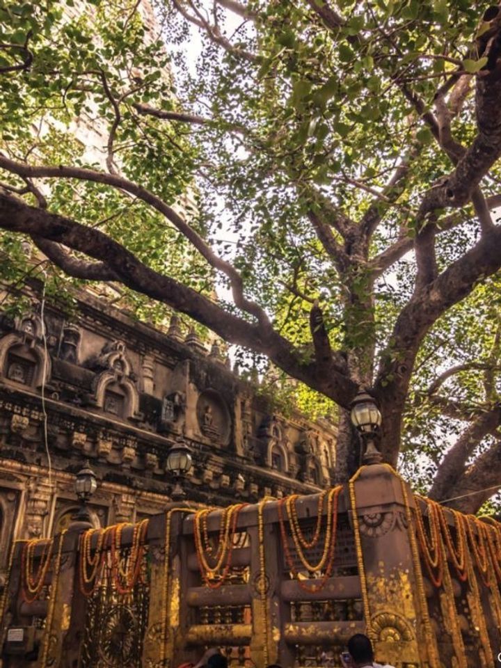 7 Ancient Trees Across India That Have Witnessed Centuries of Change