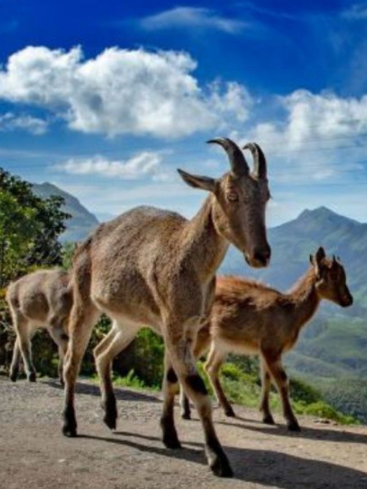 Once Near Extinction, How This Unique Project Boosted Nilgiri Tahr Population by 21% in TN